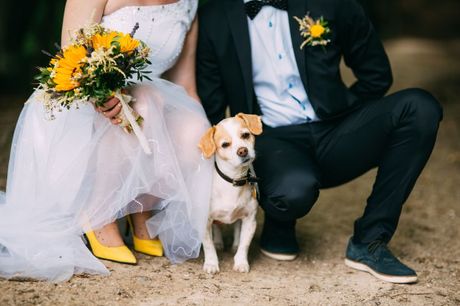Pas na venčanju