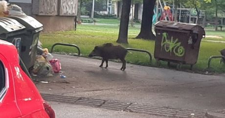 divlje svinje u Zagrebu
