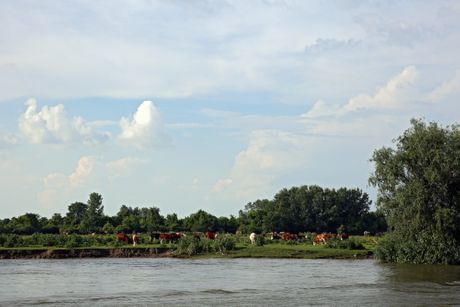 Krčedinska ada, let balonom, Beška Krčedinska ada, let balonom, Beška