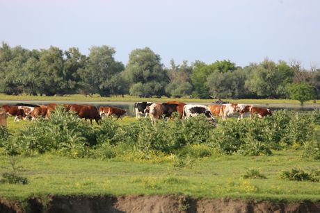 Krčedinska ada, let balonom, Beška