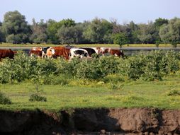Krčedinska ada, let balonom, Beška