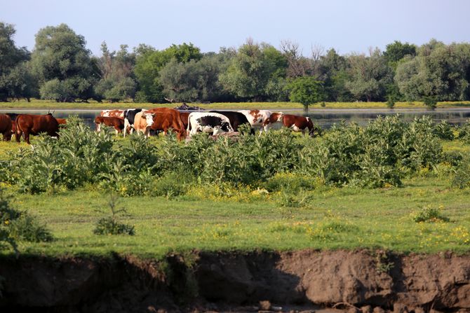 Krčedinska ada, let balonom, Beška