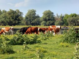 Krčedinska ada, let balonom, Beška