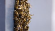 Rojevi pčela prekrili zidove i vozila, građani bežali u panici: Nestvaran snimak kruži, šta se dešava?