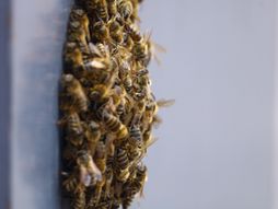 Pčele Kalenić pijaca roj pčela