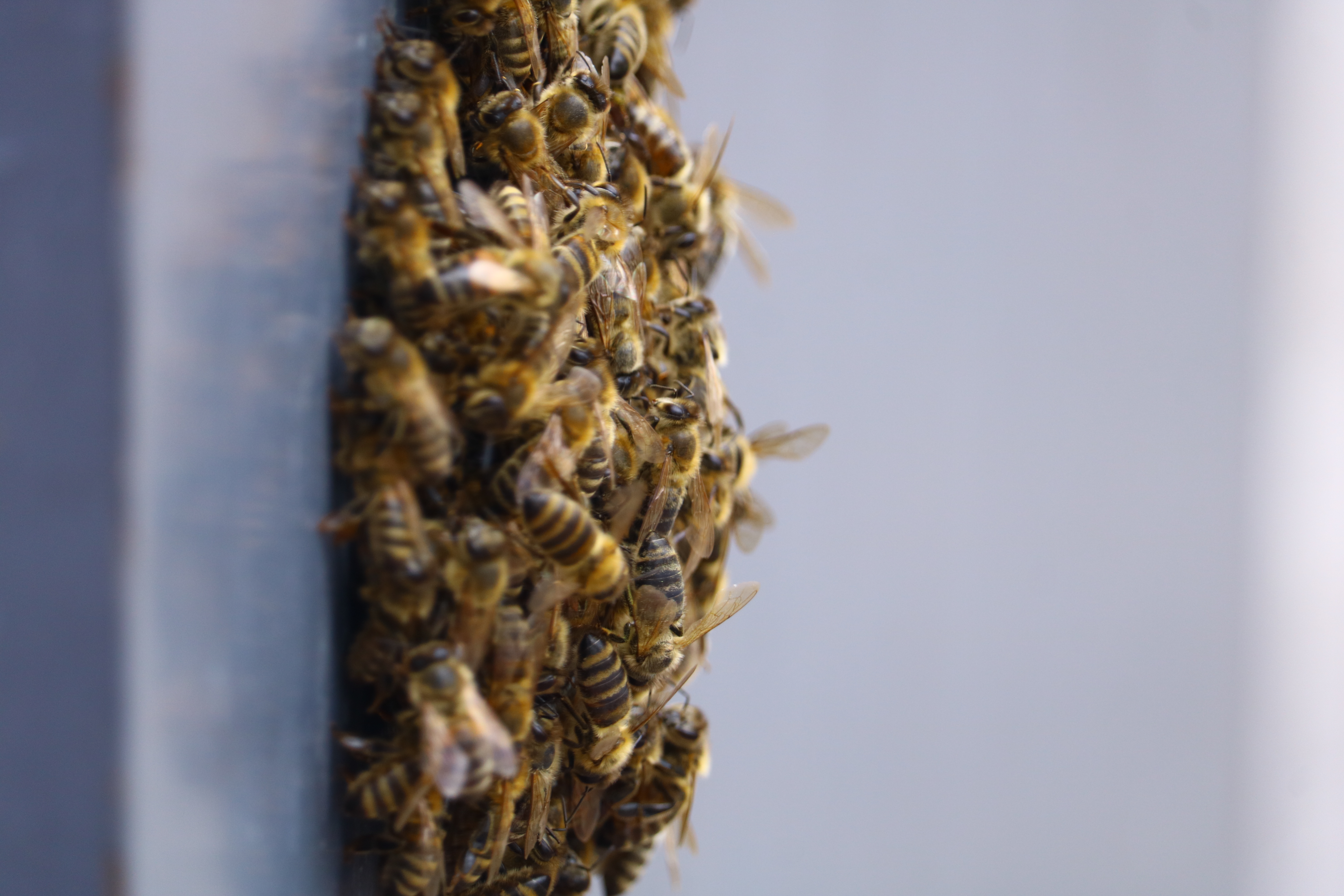 Rojevi pčela prekrili zidove i vozila, građani bežali u panici: Nestvaran snimak kruži, šta se dešava?