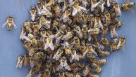 Hitna u Čačku zbrinula pacijenta kog su napale pčele: Imao je više od 100 uboda, završio u bolnici