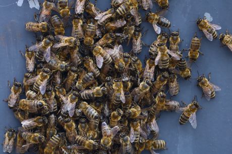 Pčele Kalenić pijaca roj pčela