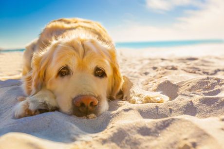 Pas i opasnosti na plaži