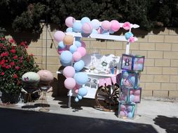 žurka za otkrivanje pola