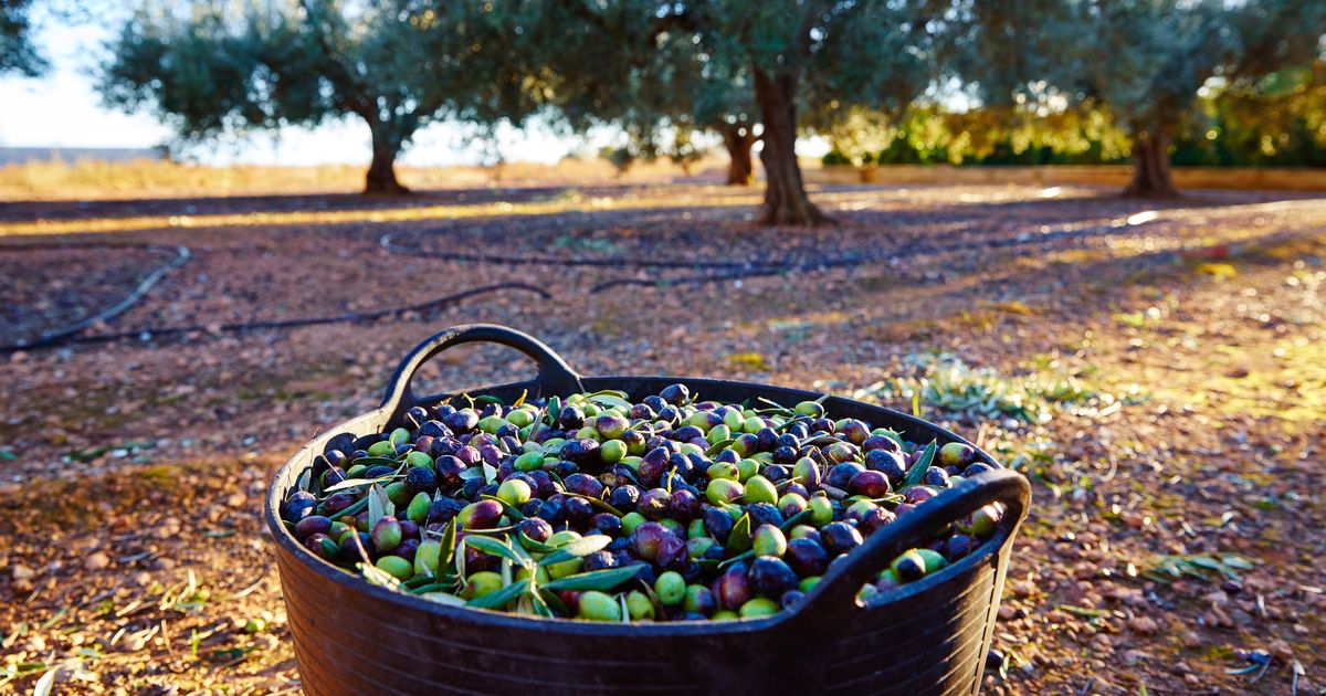Razlika između zelenih i crnih maslina krije se u jednoj stvari koju svi ignorišu: Evo u čemu je caka