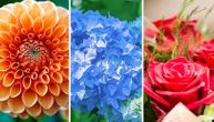 Test ličnosti: Izaberite cvet i saznajte koja vaša osobina najviše prija ljudima