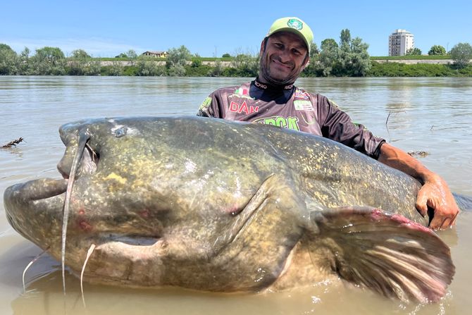 Gigant riba džinovska