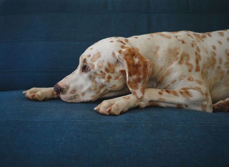 Dalmatinski pas sa žutim pegama