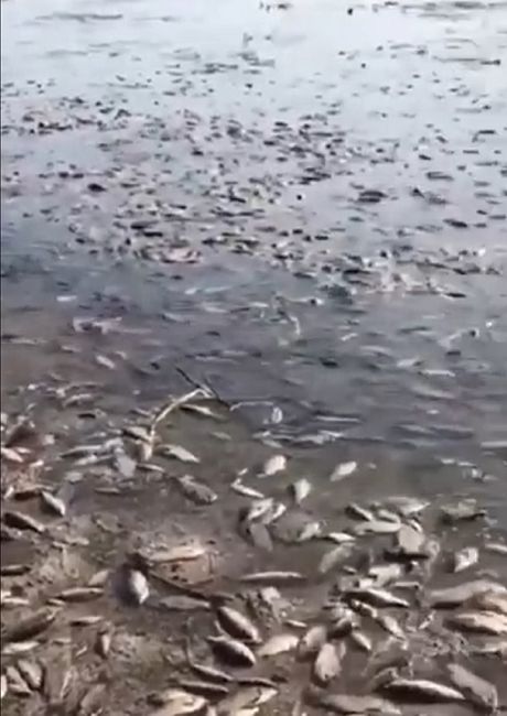 Pomor riba na Dnjepru