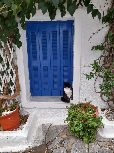 Mačke na ulicama Grčke
