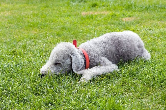 Bedlington terijer