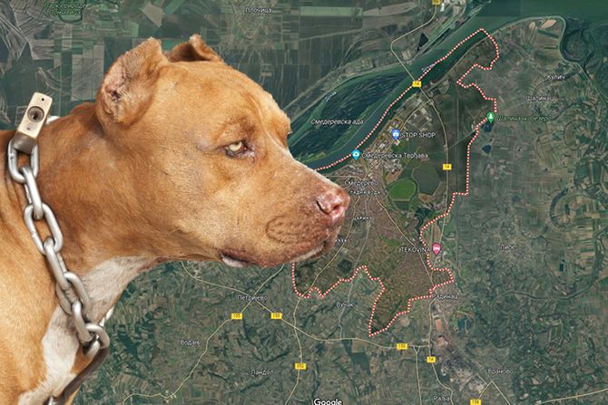 Pitbul Smederevo