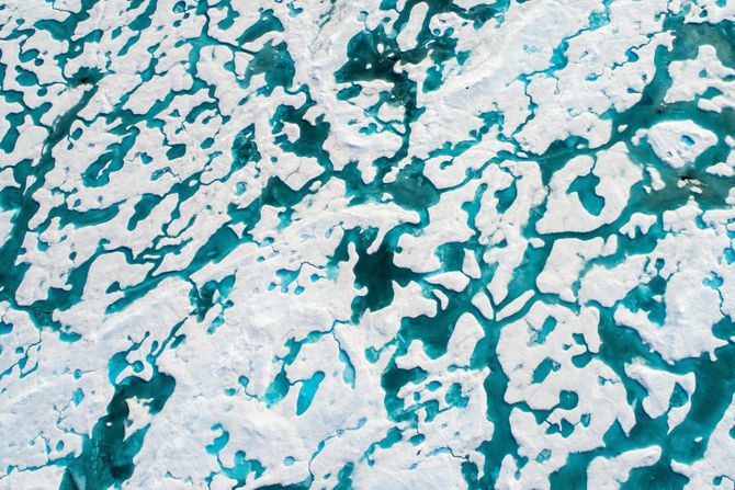 Skrivalica optička iluzija polarni medved klimatske promene led Skrivalica optička iluzija polarni medved klimatske promene led