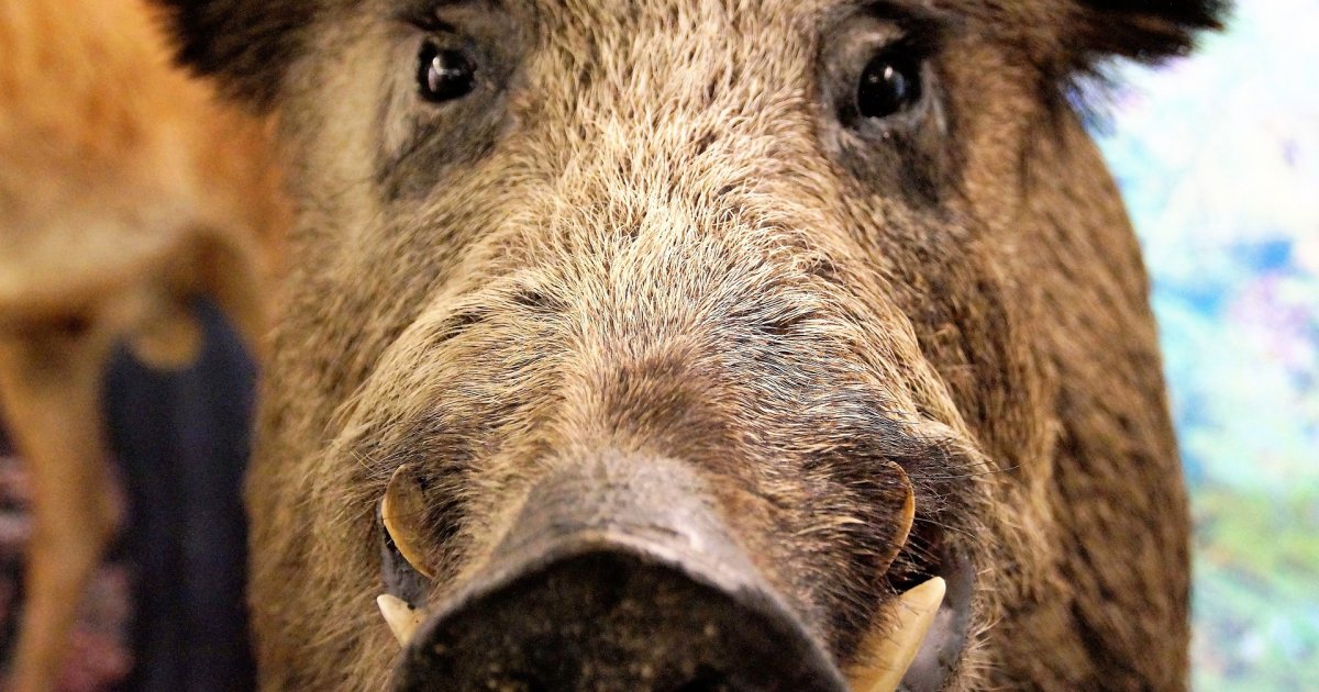 Unusual Scene from Rome: Wild Boars Decided to Play a Game of Football