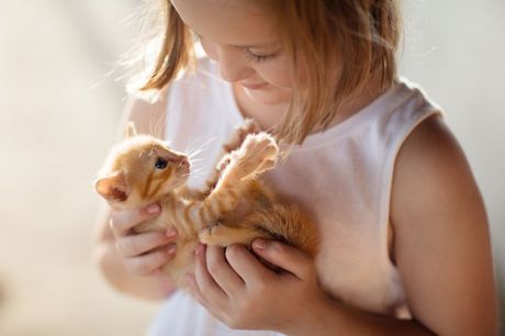 Koje rase mačaka se dobro slažu sa decom