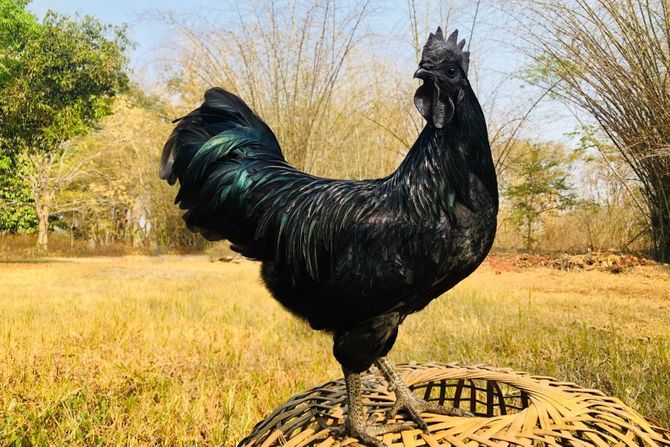 Ajam cemani crna indonežanska živina Ajam cemani crna indonežanska živina
