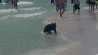 Nasred plaže na Floridi pojavila se crna zver, kupači u šoku: "Očekujete da neko viče ajkula, ali ne ovo"