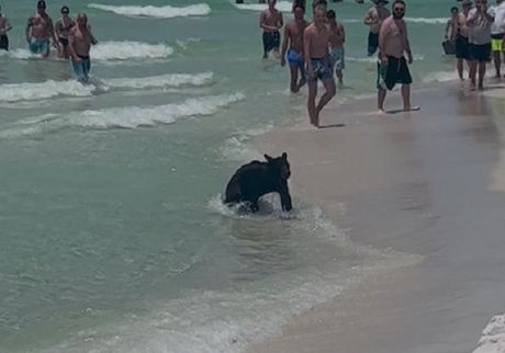 Medved plaža Florida
