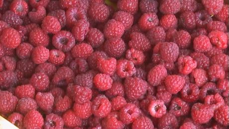 Maline Maline