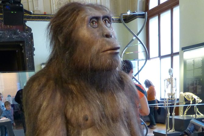 Australopithecus afarensis, Lucy