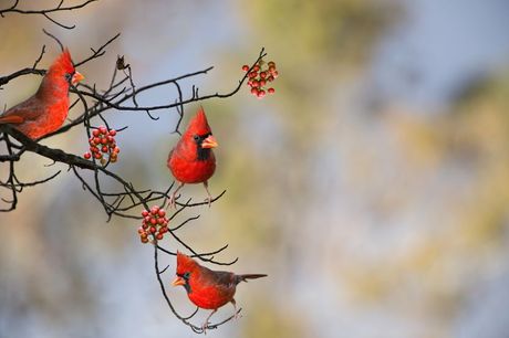 Ptice kardinali