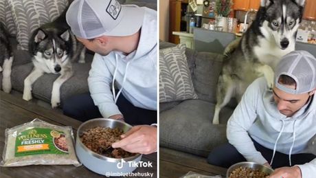 Blu, Titan i vlasnik koji jede pseću hranu