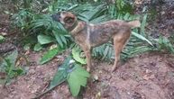 Deca su spasena iz džungle, ali za psom Vilsonom se i dalje traga: Nije gotovo dok ga ne nađemo