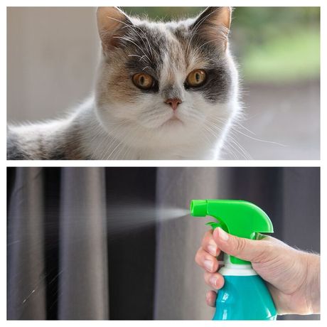 (Pre)vaspitavanje mačke vodom iz sprej boce