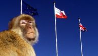 Nikad ne biste pogodili gde žive jedini divlji majmuni u Evropi