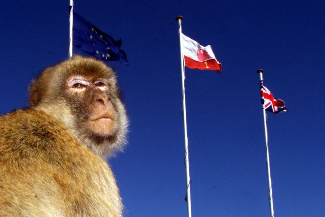 Berberski makakiji, Gibraltar