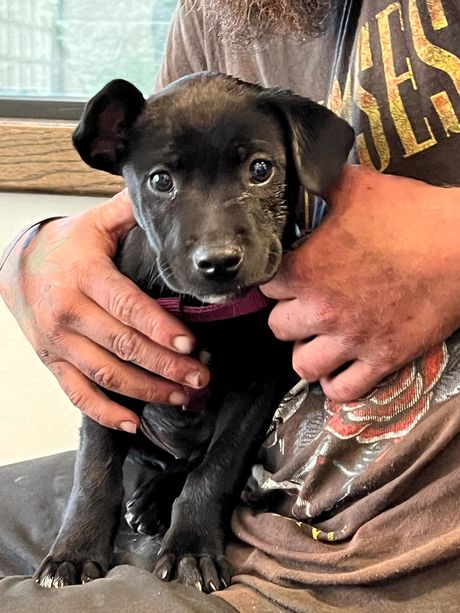 Pas progutao drogu fentanil, policajac ga oživeo