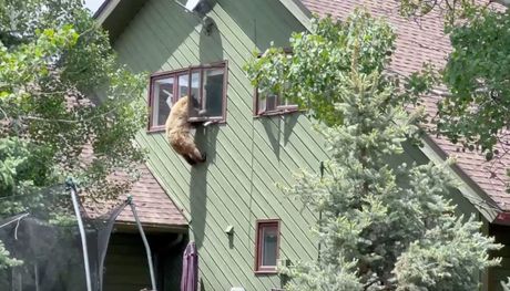 Kolorado medved provalio u kuću kroz prozor