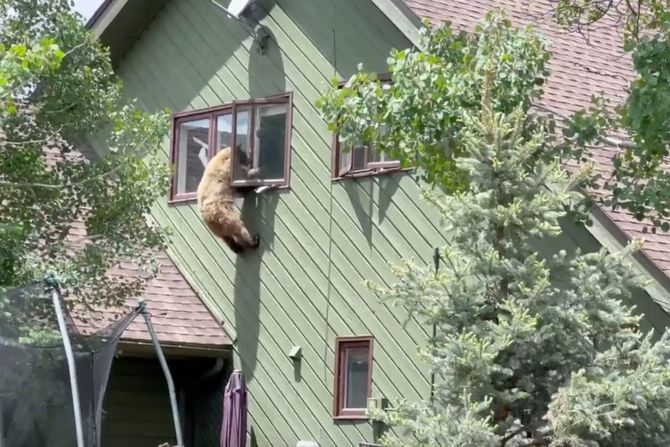 Kolorado medved provalio u kuću kroz prozor Kolorado medved provalio u kuću kroz prozor