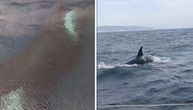 Kitovi ubice opet napadaju, u Mediteranskom moru grizle jahtu od 12 metara: Na snimku se čuje "Tonemo, tonemo"