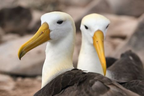 Svetski dan albatrosa