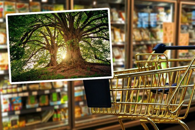 Supermarket drvo Supermarket drvo