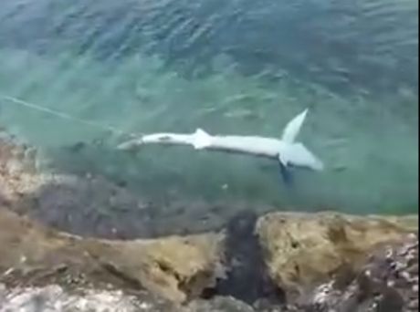 Lošinj morski pas modrulja zavezan za rep