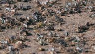 Proždrljivi insekti preplavili grad, ljudi u panici: "Odvratni su"