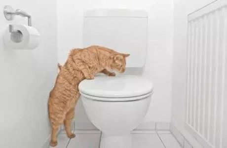 Navikavanje mačke na vlasnikov toalet