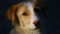 Azil za pse u Novom Pazaru ostaje "na čekanju": Sredstva koja je trebalo da se ulože vraćaju se ministarstvu