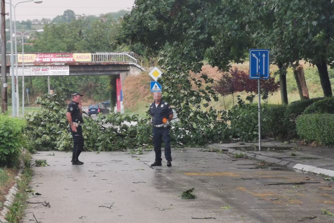 Drvo, Novi Pazar