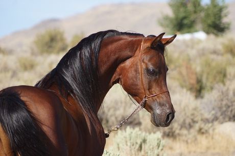 Anhidroza - izostanak znojenja kod konja