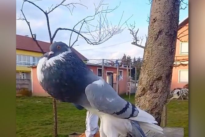 Foto: Printscreen TikTok / pigeonstv