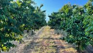Prodaje se "razvijen biznis" u Starom Slankamenu: Vlasnik nudi voćnjak na 4 hektara za "smešnu" cenu
